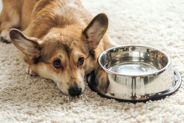 Clean Your Dog’s Teeth Without Brushing: 5 Proven Alternatives