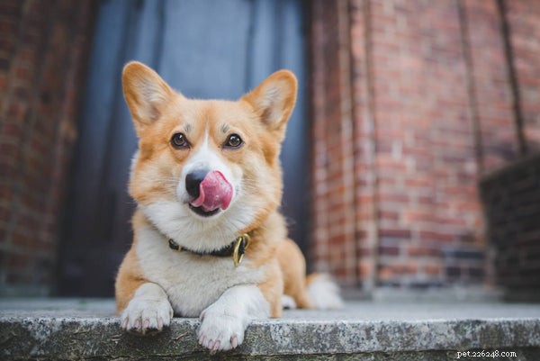 Why Does My Dog Constantly Lick Its Lips? Understanding the Causes