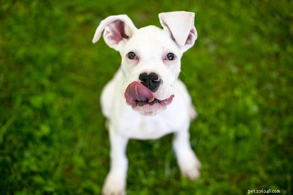 Why Does My Dog Constantly Lick Its Lips? Understanding the Causes