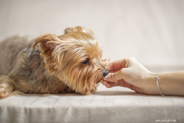 Can Dogs Safely Eat Cheese? Health Benefits & Risks Explained