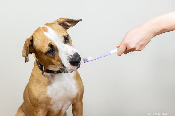Brushing Your Dog’s Teeth: The Expert Guide to a Healthy Canine Mouth