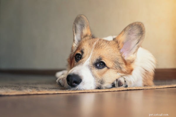 What Causes Dogs to Lick Their Rear Ends Excessively? A Guide to Understanding and Managing This Behavior