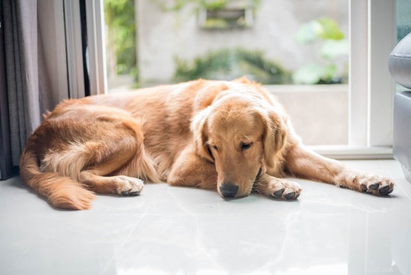 What Causes Dogs to Lick Their Rear Ends Excessively? A Guide to Understanding and Managing This Behavior