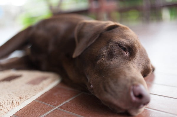 Determining Your Dog’s Ideal Weight: A Trusted Guide