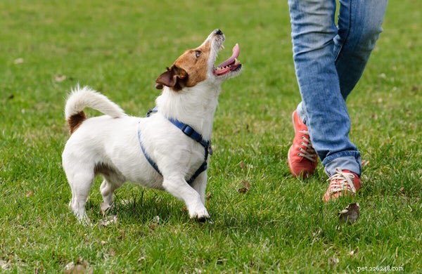 Determining Your Dog’s Ideal Weight: A Trusted Guide