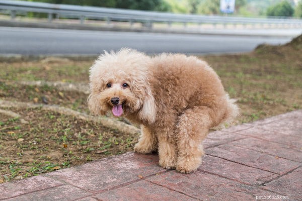 Dog Constipation: Recognizing, Causes, and Effective Treatments for a Healthy Pup