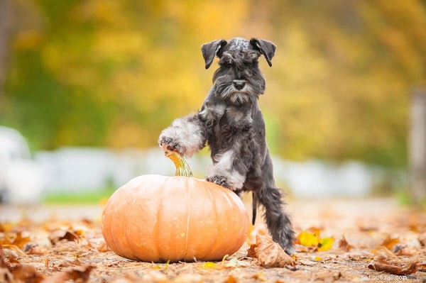 Dog Constipation: Recognizing, Causes, and Effective Treatments for a Healthy Pup