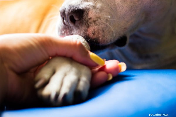 Understanding Your Dog s Paw Licking: Causes & Solutions