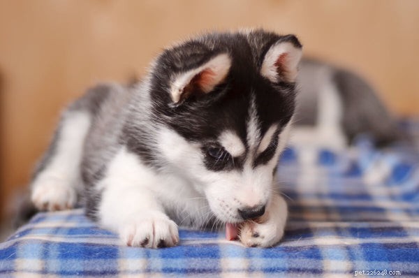 Understanding Your Dog s Paw Licking: Causes & Solutions