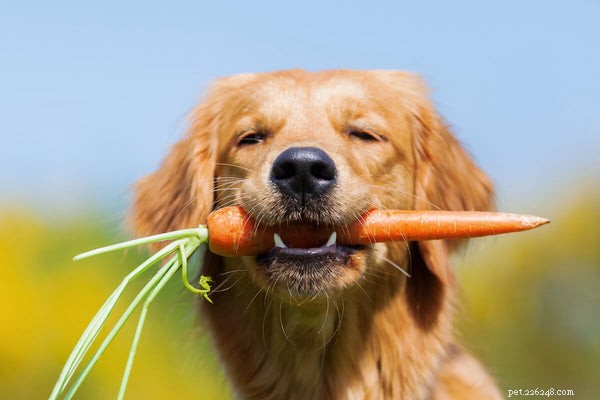 Can Dogs Safely Eat Carrots? A Guide to Benefits & Serving Tips