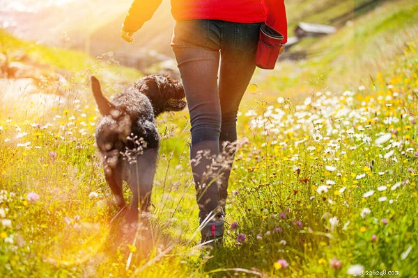 Why Do Dogs Eat Grass? Understanding the Behavior and When to Worry