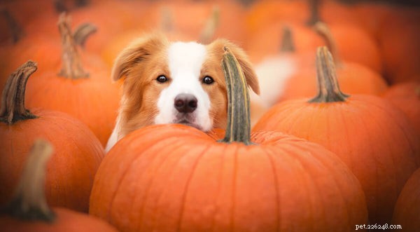 Choosing the Right Dog Food for Sensitive Stomachs: Expert Tips