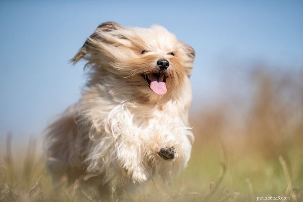 Top Dog Joint Supplements: Proven Benefits & Expert Guidance