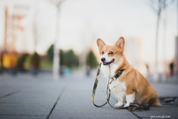 Top Dog Joint Supplements: Proven Benefits & Expert Guidance