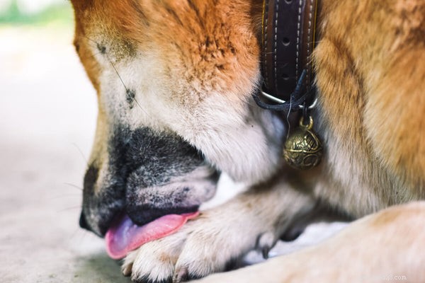 Understanding Excessive Dog Licking: Causes & Solutions