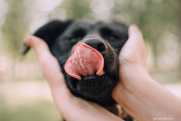 Understanding Excessive Dog Licking: Causes & Solutions