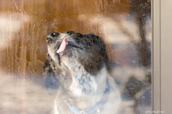 Understanding Excessive Dog Licking: Causes & Solutions