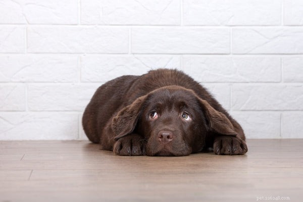 Understanding Canine IBS: A Guide for Pet Owners