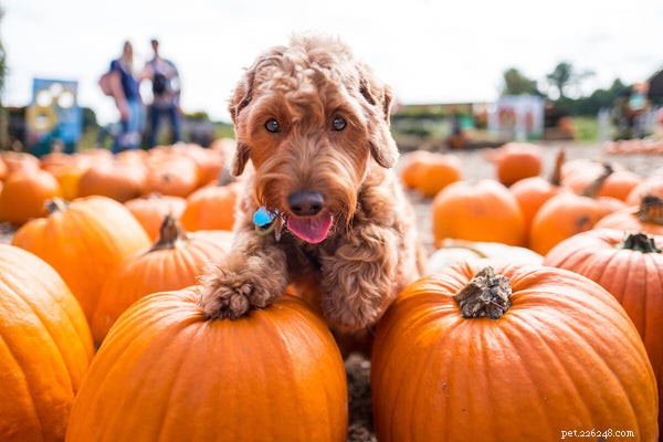 5 Proven Home Remedies to Relieve Dog Constipation