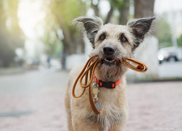 5 Proven Home Remedies to Relieve Dog Constipation