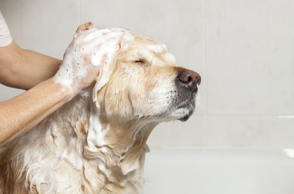 Relieve Your Dog’s Allergies at Home: Trusted Remedies for Comfort