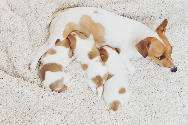 Lactose Intolerance in Dogs: What Every Owner Needs to Know