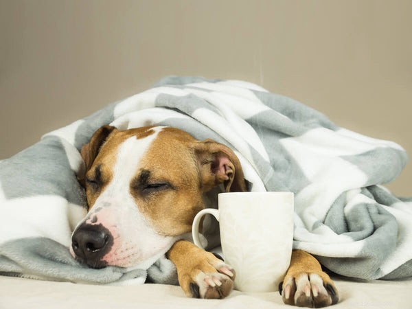Lactose Intolerance in Dogs: What Every Owner Needs to Know