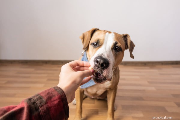 Calming Dog Treats: How They Work and What Ingredients They Contain