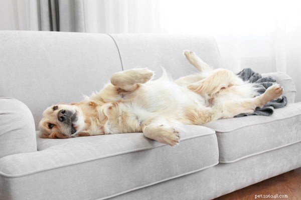 Calming Dog Treats: How They Work and What Ingredients They Contain