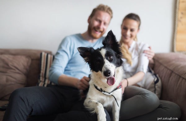 Calming Dog Treats: How They Work and What Ingredients They Contain