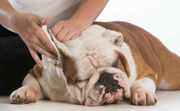 Managing Ear Mites in Dogs: Prevention, Treatment, and Care Tips