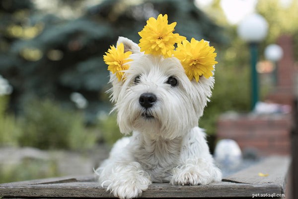 Dog Seasonal Allergies Explained: Causes, Symptoms & Proven Remedies