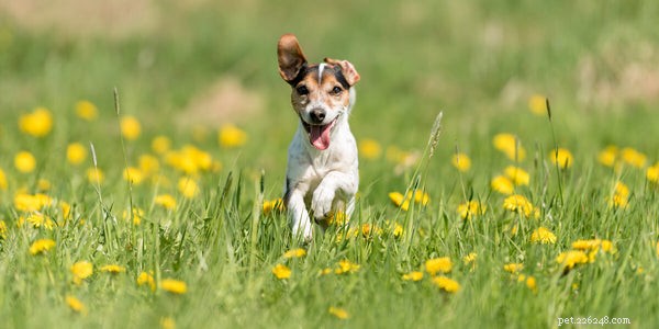 Dog Seasonal Allergies Explained: Causes, Symptoms & Proven Remedies