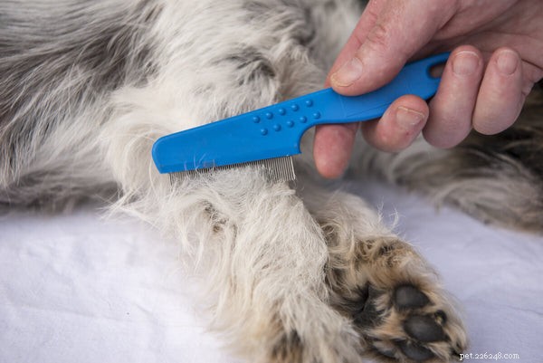 Dog Seasonal Allergies Explained: Causes, Symptoms & Proven Remedies