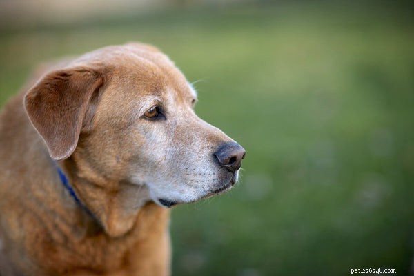 Managing Dog Arthritis: Proven Ways to Ease Pain & Restore Mobility