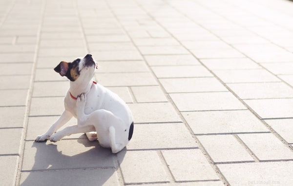 Dog Dry Skin Explained: Causes, Symptoms, and Effective Relief