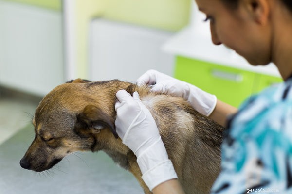 Dog Dry Skin Explained: Causes, Symptoms, and Effective Relief