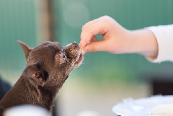 Choosing the Right Dog Vitamins: When to Use Them and How to Make Informed Choices