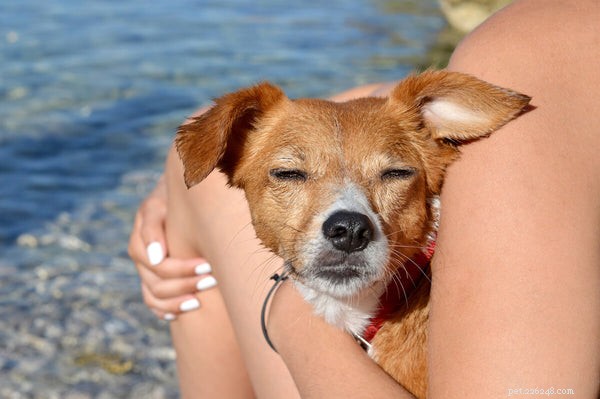 Choosing the Right Dog Vitamins: When to Use Them and How to Make Informed Choices