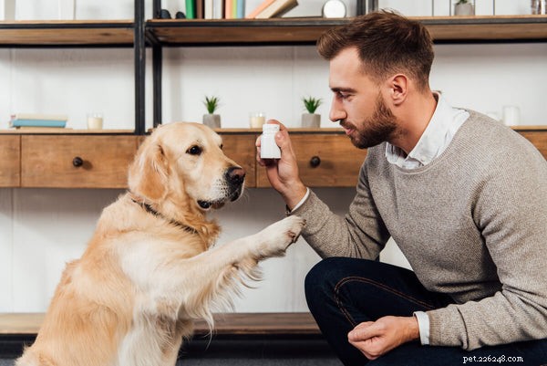 Choosing the Right Dog Vitamins: When to Use Them and How to Make Informed Choices