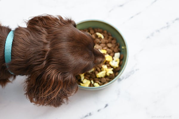 Eggs for Dogs: Safe, Nutritious, and How to Serve Them