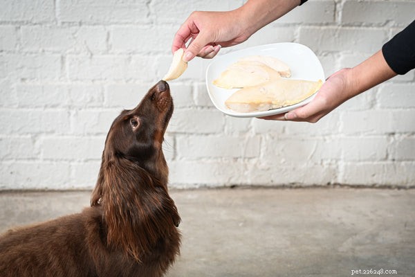 Can Dogs Eat Chicken? Safe Ways to Feed Your Dog Chicken Safely