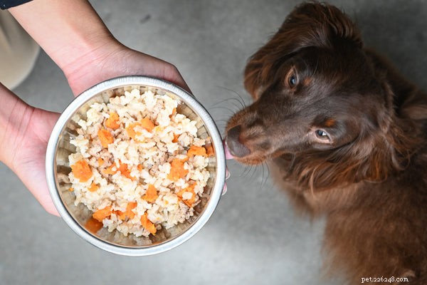 Can Dogs Eat Chicken? Safe Ways to Feed Your Dog Chicken Safely