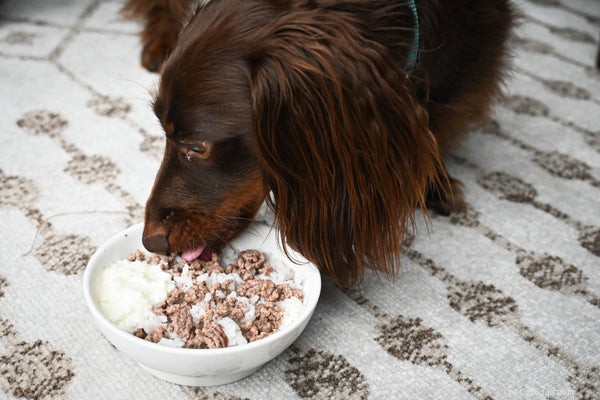 Is Ground Beef Safe for Dogs? Benefits & Feeding Tips