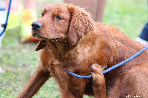 Dog Atopic Dermatitis: Causes, Symptoms & Proven Treatments
