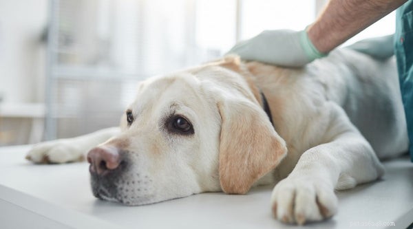 Understanding Canine Hip Dysplasia: Causes, Symptoms, Prevention, and Treatment