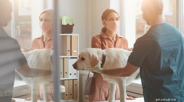 Understanding Canine Hip Dysplasia: Causes, Symptoms, Prevention, and Treatment