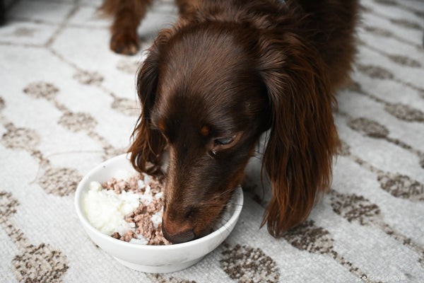 Bland Diet for Dogs: Expert Guide to Gentle Digestive Relief