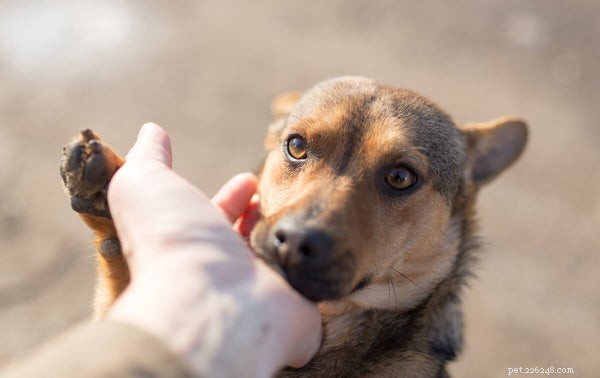 4 Expert Tips to Strengthen Your Dog’s Gut Health