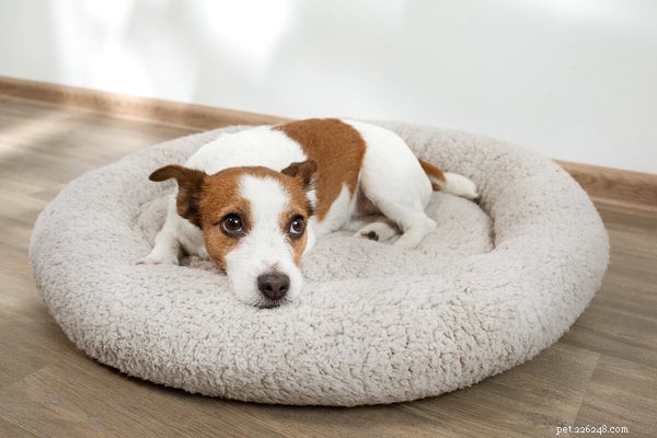 4 Expert Tips to Strengthen Your Dog’s Gut Health